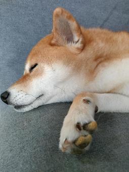 柴犬のガサガサ肉球 柴犬のガサガサ肉球の写真