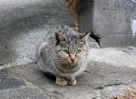 もふもふしている 猫,キジトラ,動物の写真素材