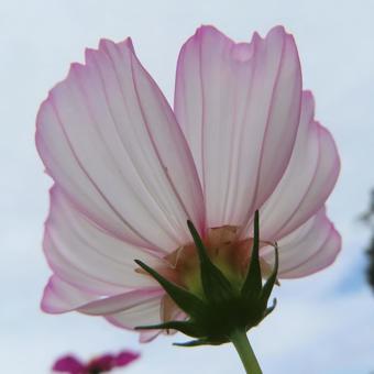 コスモス(秋桜) コスモス(秋桜)の写真