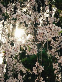 Photo, জামজাতীয় গাছবিশেষ, weeping চেরি গাছ, এপ্রিল, 
