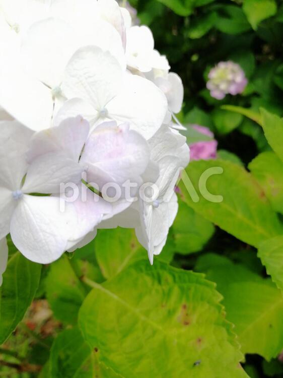 白いあじさいの花 あじさい,紫陽花,白いの写真素材