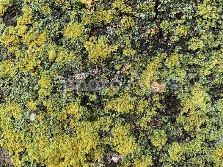 桜の樹皮についた苔 苔,テクスチャ,背景の写真素材