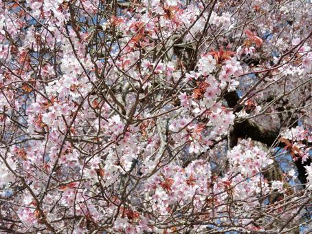 佐賀 武雄 馬場の山桜 近景3 佐賀 武雄 馬場の山桜 近景3 の写真