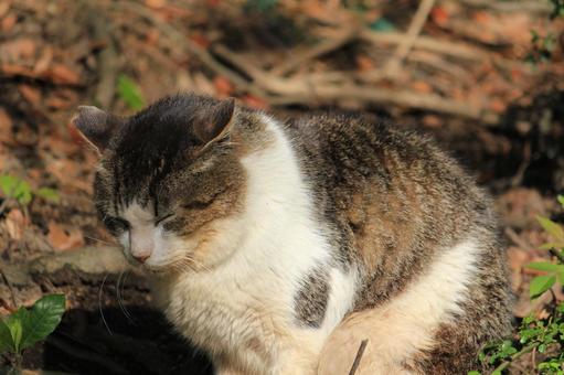 眠たい猫の写真