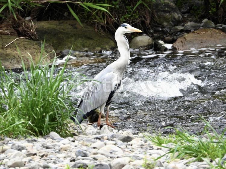 魚で喉が膨らんだアオサギ 鳥,野鳥,アオサギの写真素材