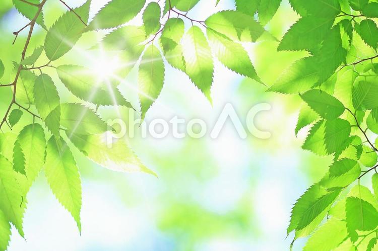 ケヤキの新緑の若葉とキラキラの木漏れ日 新緑,若葉,ケヤキの写真素材