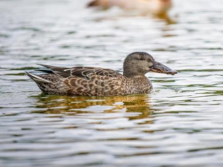 枝にとまるハシビロガモ ハシビロガモ,カモ,鴨の写真素材