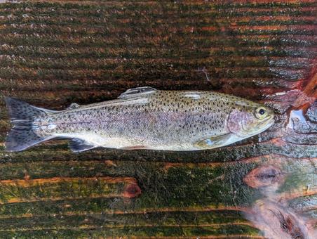 にじます1 にじます1 にじます,魚,釣りの写真素材