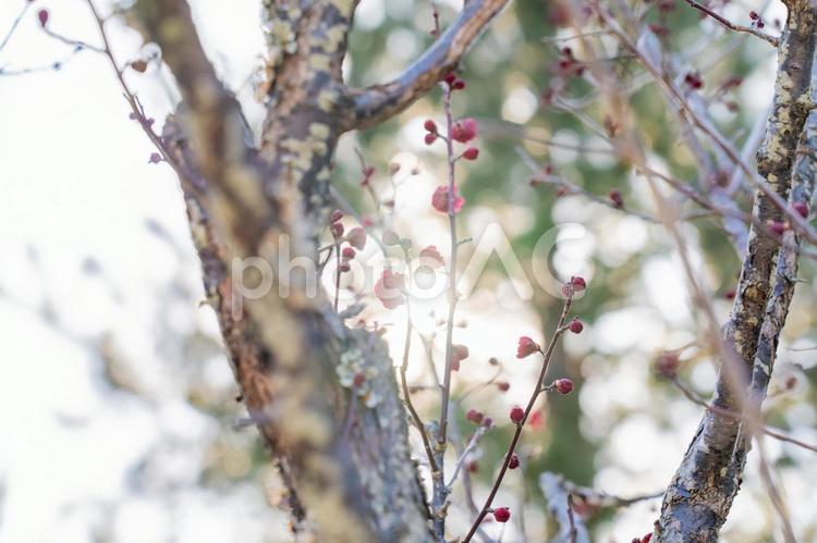 公園で赤い花を咲かせている梅の木 梅,春,梅の花の写真素材