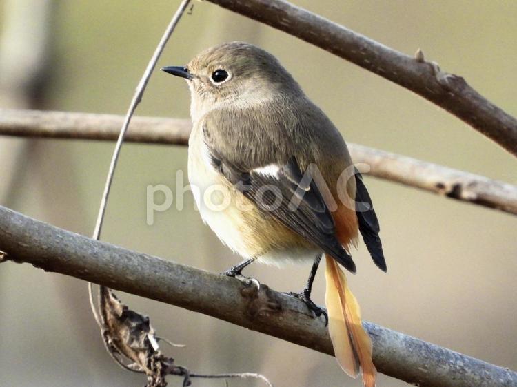 枝につかまるジョウビタキ 鳥,野鳥,ジョウビタキの写真素材