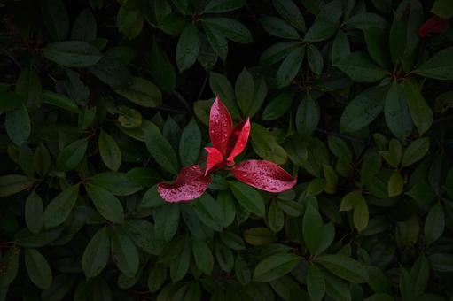 ベニカナメモチの写真