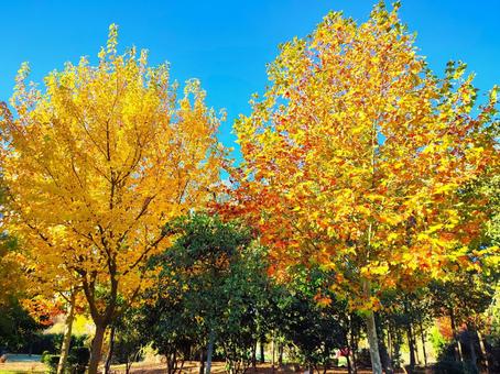 紅葉する二本の木 紅葉する二本の木の写真