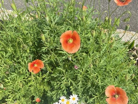 オレンジの花 オレンジの花 花,オレンジ,毒の写真素材