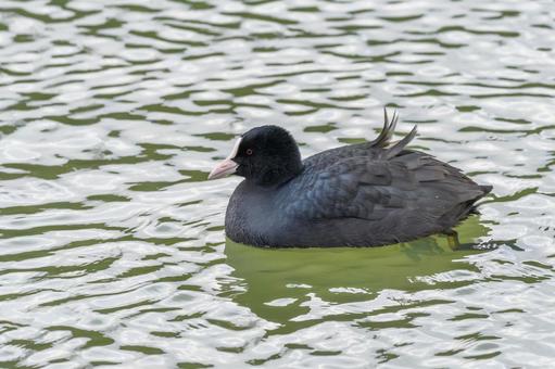 A coot floating on the calm water, JPG A coot floating on the calm water, JPG