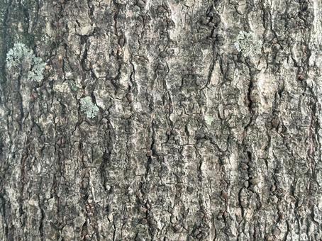 木の幹・樹皮テクスチャ 木の幹,樹皮,木の写真素材