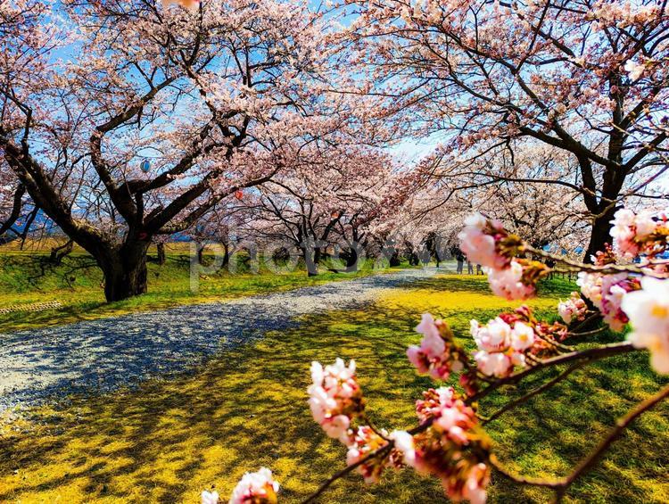 桜の並木道 桜,さくら,サクラの写真素材
