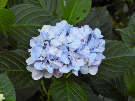 薄いラベンダー色のアジサイの花 薄いラベンダー色のアジサイの花の写真