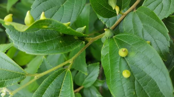 東京郊外の小さないのち 雑草,植物,自然の写真素材
