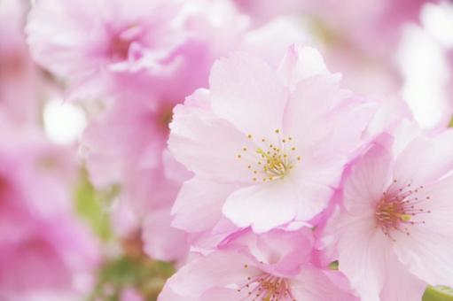 桜 桜,アップ,花の写真素材