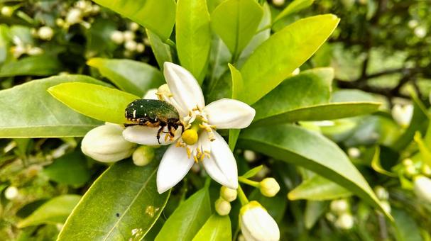 甘夏の花とハナムグリ 甘夏の花とハナムグリ 花,昆虫,ハナムグリの写真素材