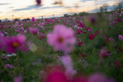 夕暮れ時のコスモス畑 夕暮れ時のコスモス畑の写真