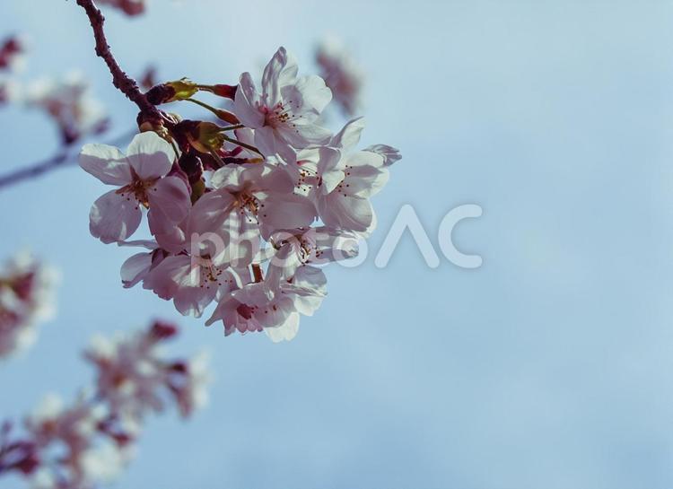 ソメイヨシノ桜ｰ38 ソメイヨシノ,さくら,桜の写真素材