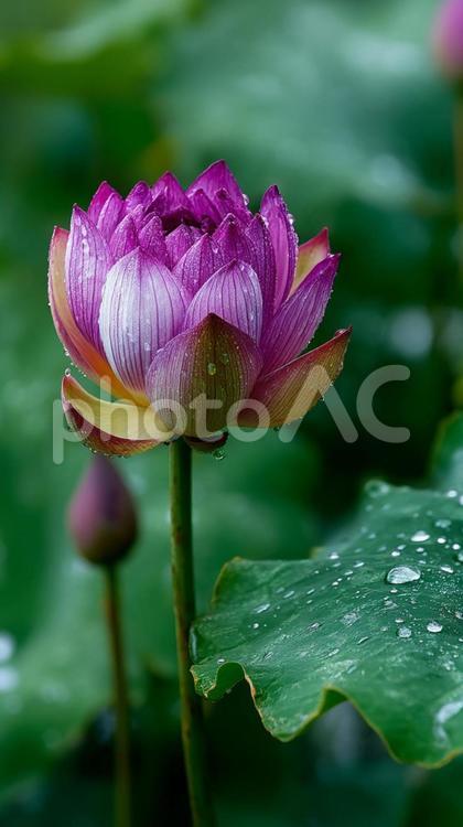 鮮やかな緑の葉の中に咲く蓮のつぼみ ハス,蓮,花の写真素材