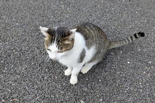 ひとやすみ、ひとやすみ 猫,ペット,愛玩動物の写真素材