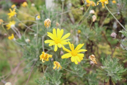 黄色い花 黄色い花の写真