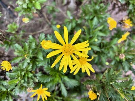 鮮やかな黄色のユリオプスデージーの花﻿ ユリオプスデージー,デージー,花の写真素材