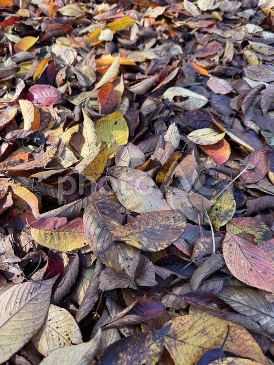 塩尻市営球場の桜の落ち葉 落ち葉,葉,リーフの写真素材