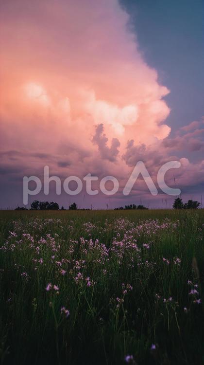 燃えるような雲と緑豊かな大地 夕暮れ,草原,花の写真素材