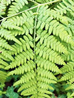 シダ植物のアップ シダ植物,アップ,色鮮やかの写真素材