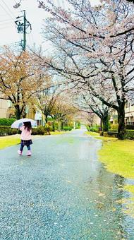 雨の日の散歩 サクラ,さくら,春の写真素材