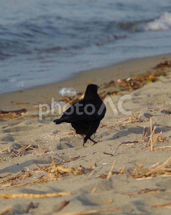 浜辺を歩くカラスの後ろ姿 カラス,浜辺,海の写真素材