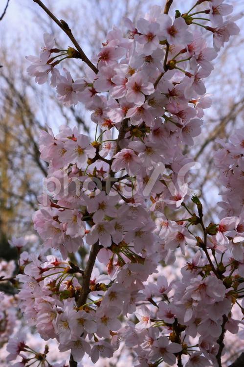 満開のサクラ17(東京都町田市内にて) 桜,ソメイヨシノ,満開の写真素材