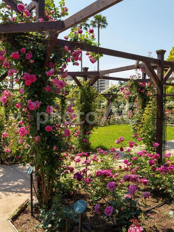 美しい薔薇が咲く満開の薔薇園 バラ園,初夏,バラの写真素材