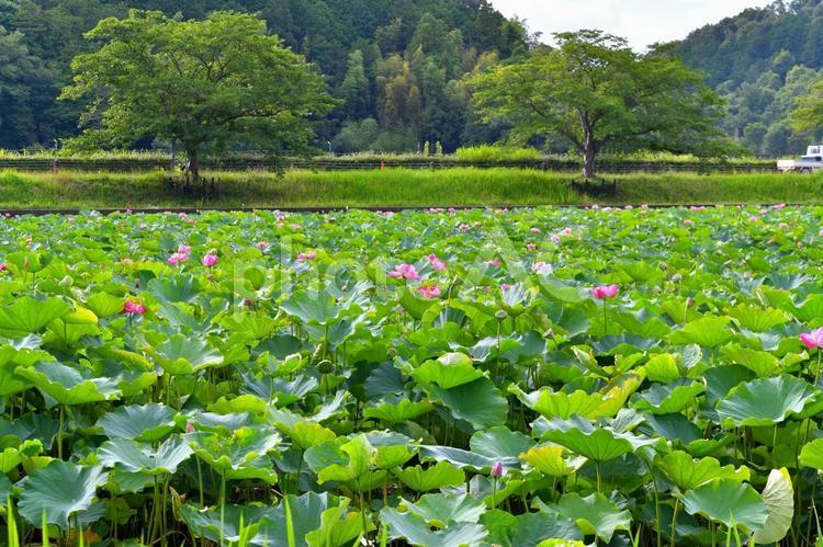 たくさんの蓮の花 ハス,夏,花の写真素材