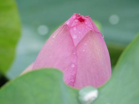 雨粒と蓮の蕾のアップ 雨粒と蓮の蕾のアップの写真