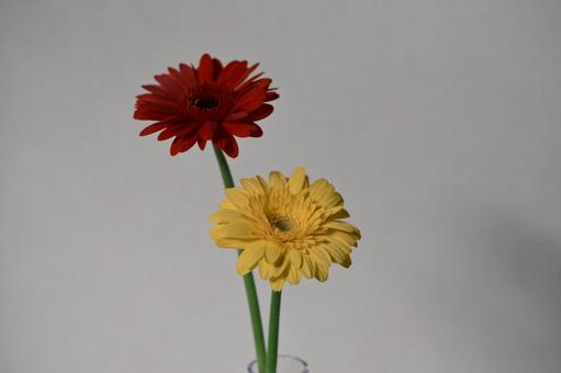 花瓶に生けたガーベラ ガーベラ,花,赤の写真素材