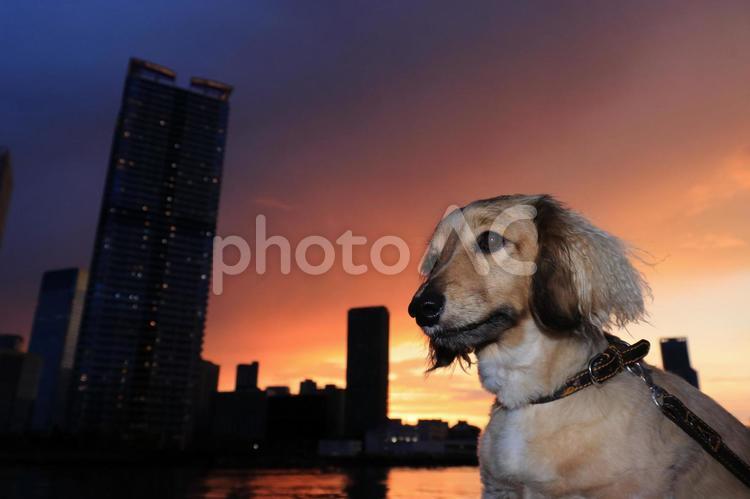 犬と夕焼け　左向き② 犬,ダックスフンド,茶色の写真素材