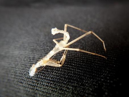 カマキリの抜け殻 カマキリの抜け殻の写真