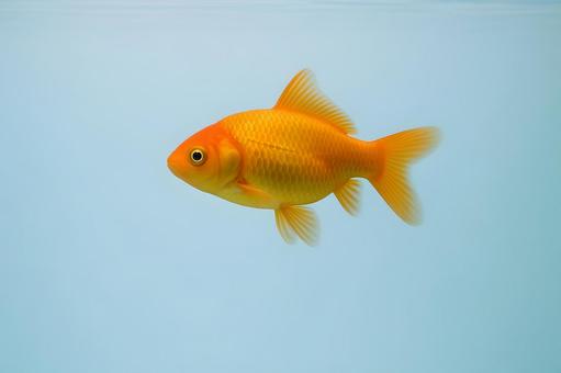青藍の水槽を泳ぐ金魚 青藍の水槽を泳ぐ金魚の写真