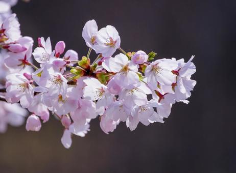 満開の桜 満開の桜 満開,桜,花の写真素材