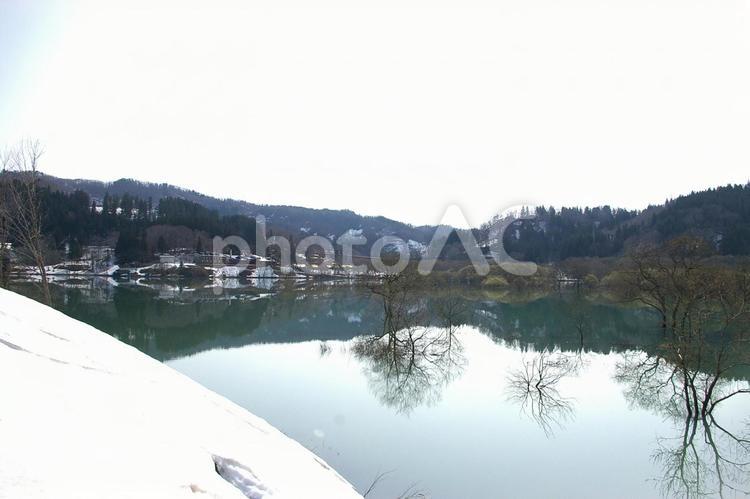 水没林（４月）横 屋外で,山,木の写真素材