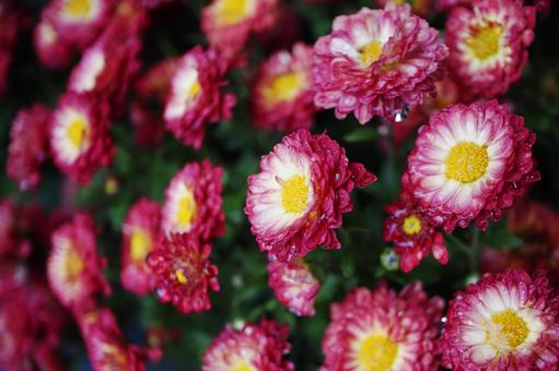 満開の秋の菊の花 満開の秋の菊の花の写真