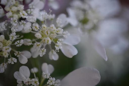 レースフラワー つぼみ レースフラワー つぼみ レースフラワー,白,花の写真素材