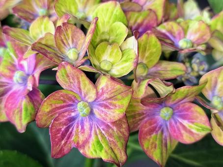 緑の紫陽花・シュロスバッカーバルト 緑の紫陽花・シュロスバッカーバルトの写真