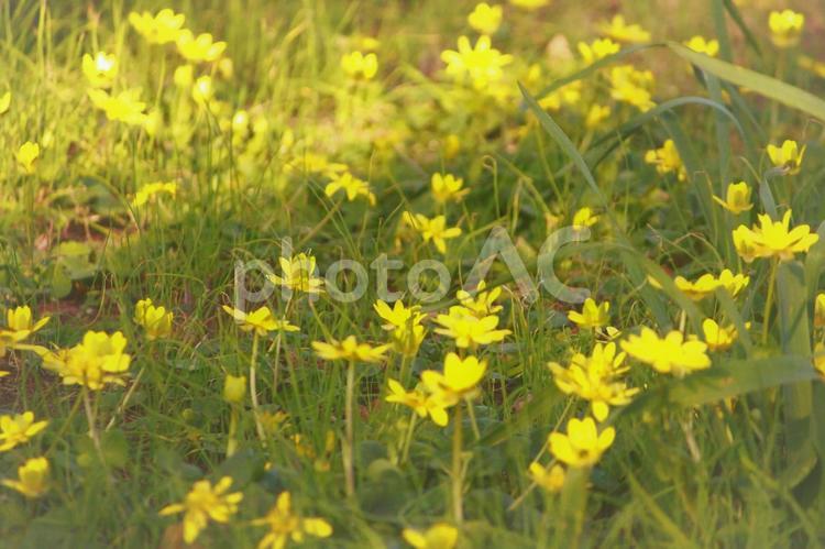 たくさんのヒメリュウキンカ ヒメリュウキンカ,黄色,yellowの写真素材