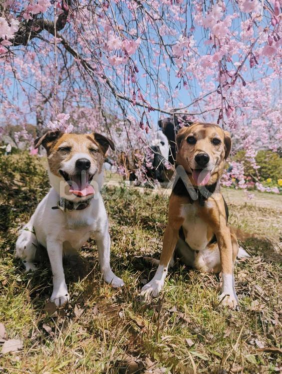 あ〜ぽかぽかで気持ち良い〜 犬,ビーグル,ジャックラッセルテリアの写真素材